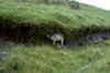 Schottland_013.jpg (112190 Byte)
